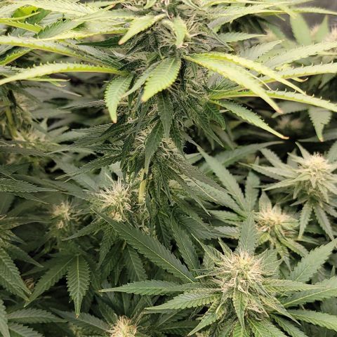 Bruce Banner growlog timeline photo