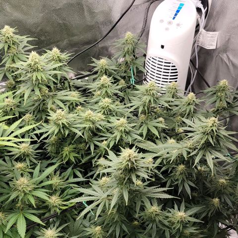 Stardawg growlog timeline photo