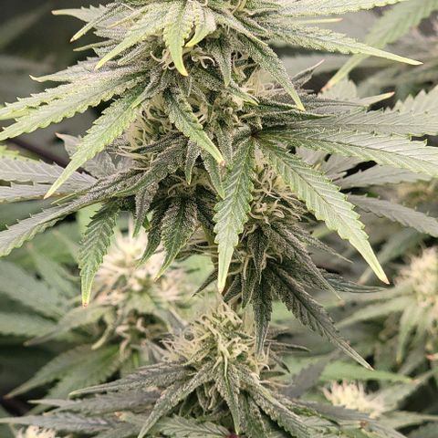 Stardawg growlog timeline photo