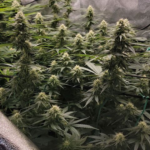 Stardawg growlog timeline photo