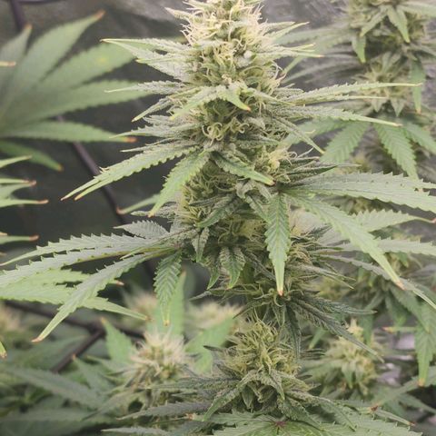 Stardawg growlog timeline photo