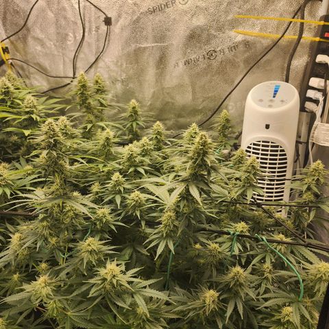 Stardawg growlog timeline photo