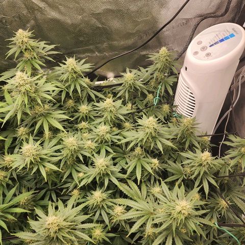 Stardawg growlog timeline photo