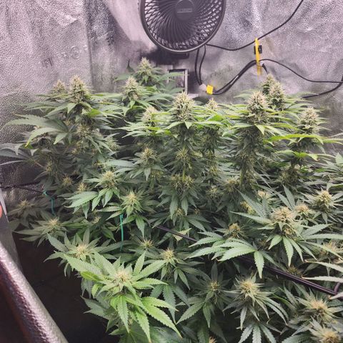 Bruce Banner growlog timeline photo