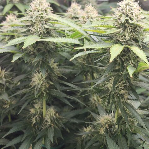 Bruce Banner growlog timeline photo