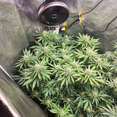 Bruce Banner growlog timeline photo