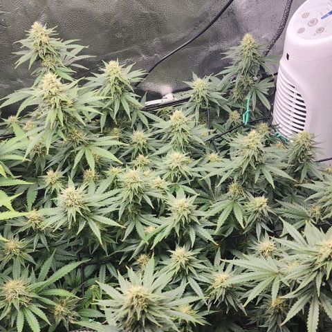 Stardawg growlog timeline photo