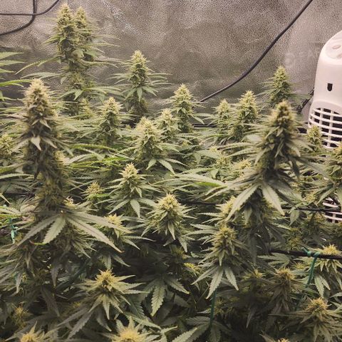 Stardawg growlog timeline photo