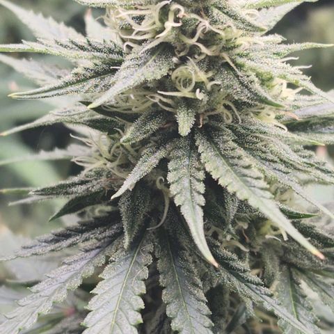 Stardawg growlog timeline photo