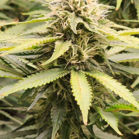 Bruce Banner growlog timeline photo