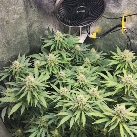 Bruce Banner growlog timeline photo