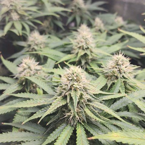 Bruce Banner growlog timeline photo