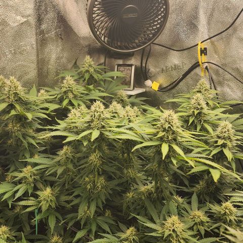 Bruce Banner growlog timeline photo