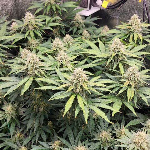 Bruce Banner growlog timeline photo