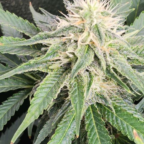 Bruce Banner growlog timeline photo