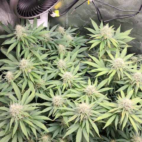 Bruce Banner growlog timeline photo