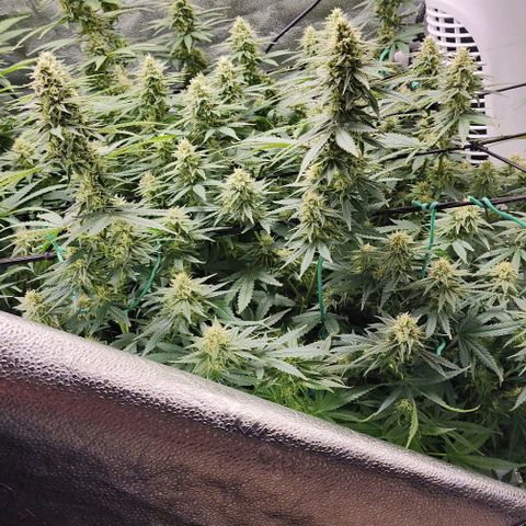 Stardawg growlog timeline photo