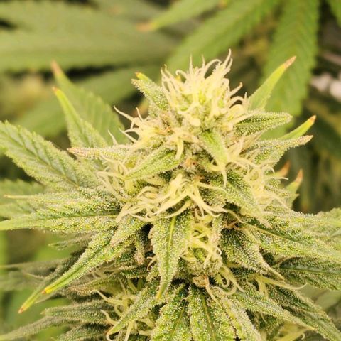 Stardawg growlog timeline photo