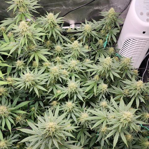 Stardawg growlog timeline photo