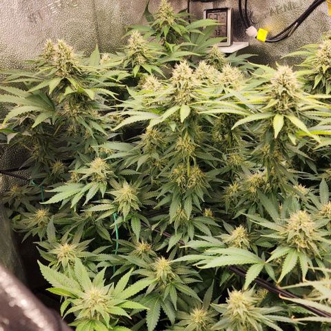 Bruce Banner growlog timeline photo
