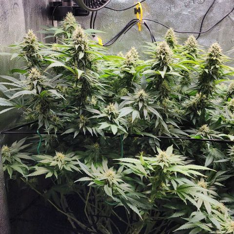 Bruce Banner growlog timeline photo