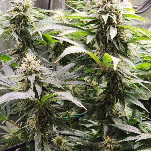 Bruce Banner growlog timeline photo