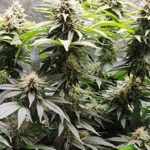 Bruce Banner growlog timeline photo