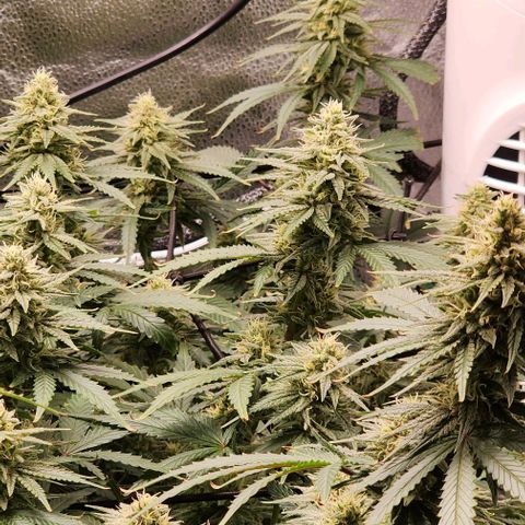 Stardawg growlog timeline photo