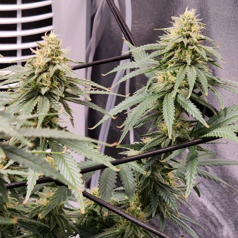 Stardawg growlog timeline photo