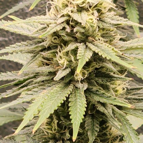 Stardawg growlog timeline photo