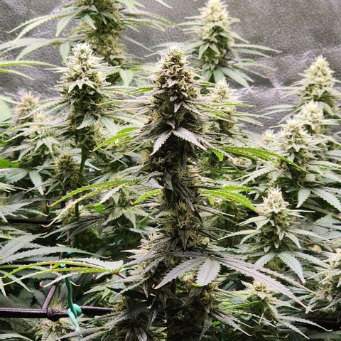 Stardawg growlog timeline photo