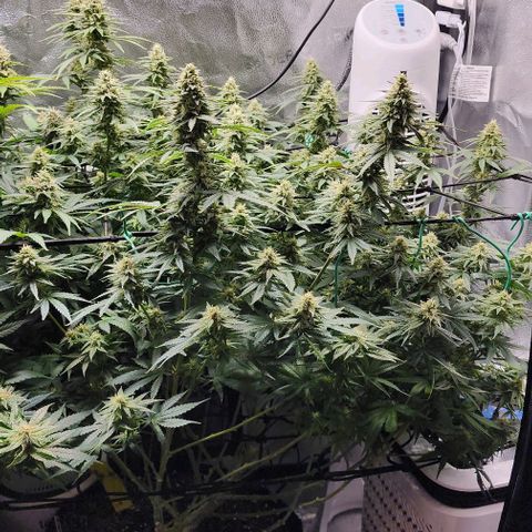 Stardawg growlog timeline photo