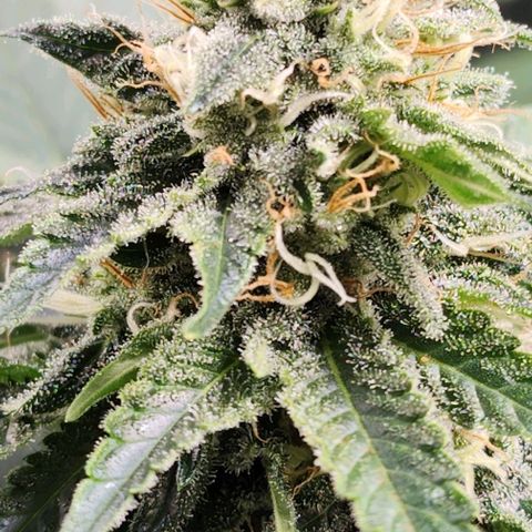 Bruce Banner growlog timeline photo