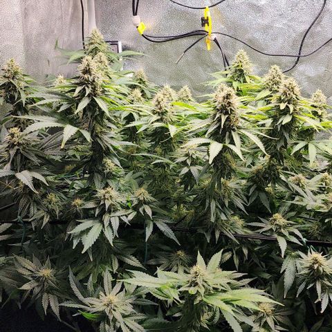 Bruce Banner growlog timeline photo