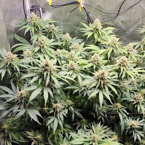 Bruce Banner growlog timeline photo
