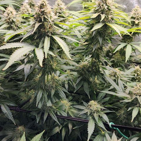 Bruce Banner growlog timeline photo