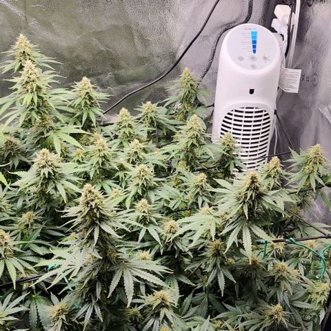 Stardawg growlog timeline photo