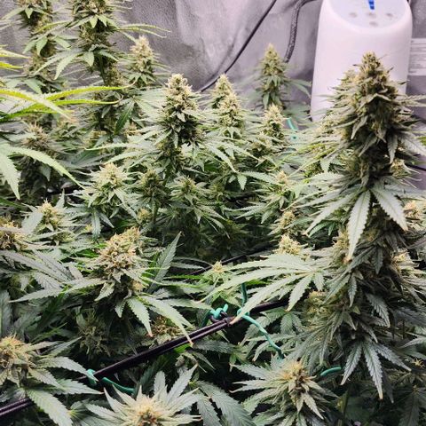 Stardawg growlog timeline photo