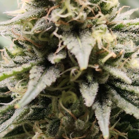 Stardawg growlog timeline photo