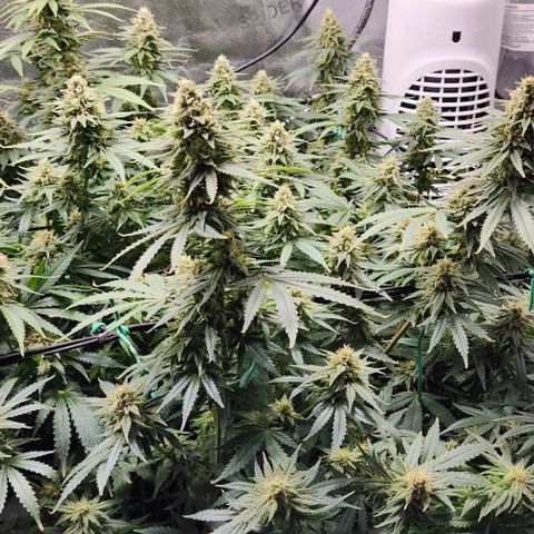 Stardawg growlog timeline photo