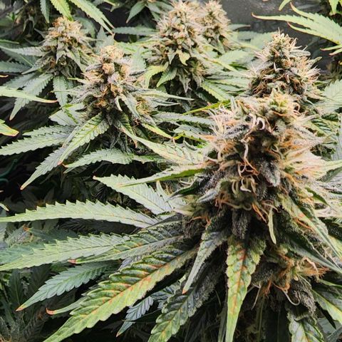 Bruce Banner growlog timeline photo