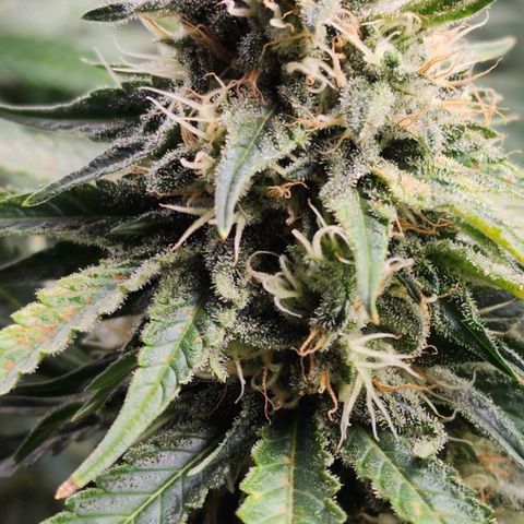 Bruce Banner growlog timeline photo