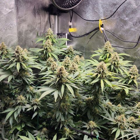 Bruce Banner growlog timeline photo