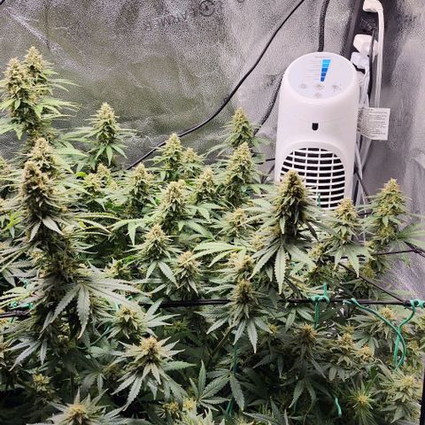 Stardawg growlog timeline photo