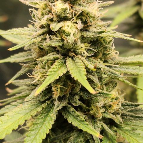 Stardawg growlog timeline photo