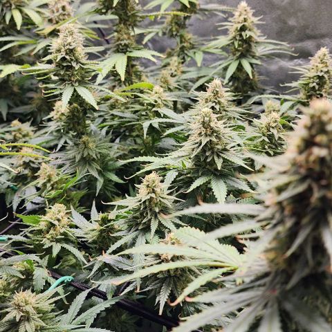 Stardawg growlog timeline photo