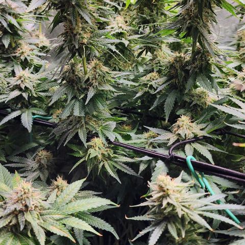 Bruce Banner growlog timeline photo