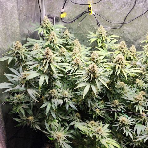 Bruce Banner growlog timeline photo