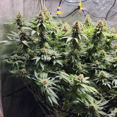 Bruce Banner growlog timeline photo