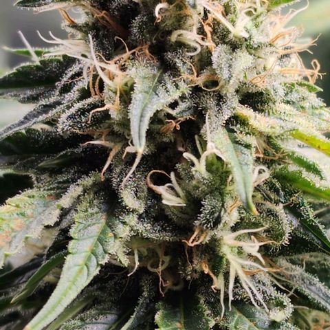 Bruce Banner growlog timeline photo